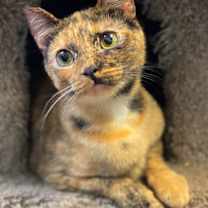 Thumbnail photo of Willow #1