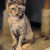 Thumbnail photo of Willow #2