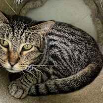 Thumbnail photo of Gus #3