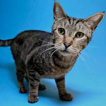 Thumbnail photo of Gus #4