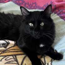 Thumbnail photo of Bear (Wobble Cat) #1