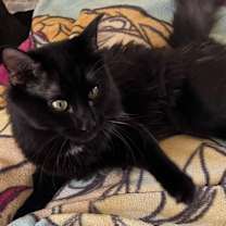 Thumbnail photo of Bear (Wobble Cat) #3