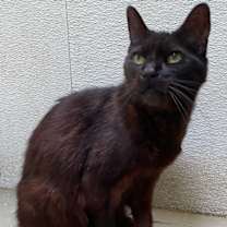 Thumbnail photo of Uddie #1