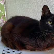 Thumbnail photo of Uddie #2