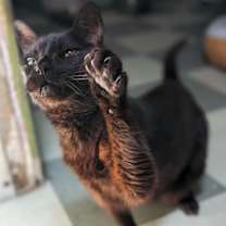 Thumbnail photo of Uddie #3