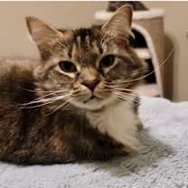 Thumbnail photo of Bluebell #1