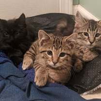 Thumbnail photo of Texel #2