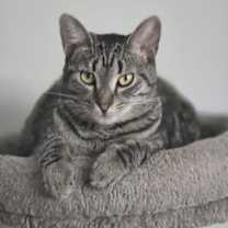 Thumbnail photo of DIXIE CHICK #3