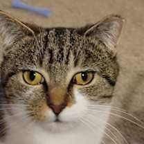 Thumbnail photo of zz 'Cocoa' courtesy listing #3