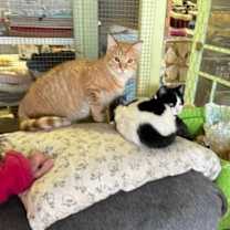 adopt a pet