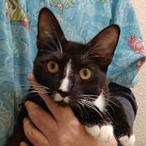 Thumbnail photo of Lady Gaga #1