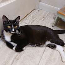 Thumbnail photo of Lady Gaga #2