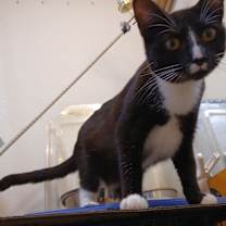 Thumbnail photo of Lady Gaga #3