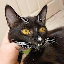 Thumbnail photo of Celine Dion #1