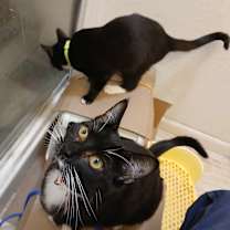 Thumbnail photo of Taylor Swift #2