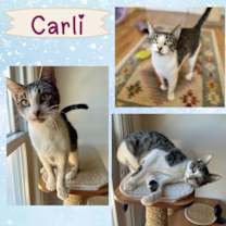 Thumbnail photo of Carlie - a sweet playful kitten #3