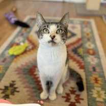 Thumbnail photo of Carlie - a sweet playful kitten #4