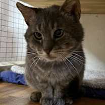 Thumbnail photo of Elmer (FIV+) #4