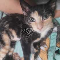 Thumbnail photo of Stormie #2