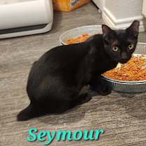 Thumbnail photo of Seymour #1