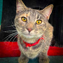 Thumbnail photo of Allie #2