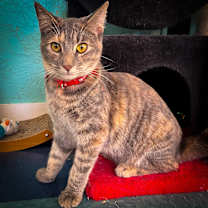 Thumbnail photo of Allie #3