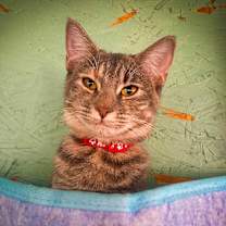 Thumbnail photo of Allie #4