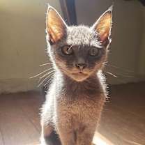 Thumbnail photo of Graydon #2