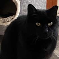 Thumbnail photo of Midnight I #1