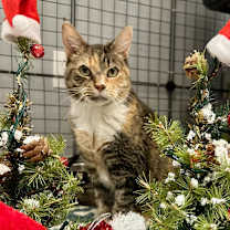 Thumbnail photo of Bella #1