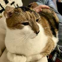 Thumbnail photo of Callie #2