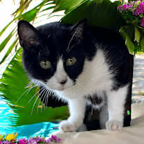 Thumbnail photo of Sylvia #1