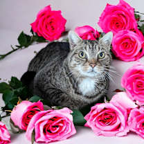 Thumbnail photo of Sadie #3