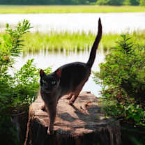 Thumbnail photo of Nubbins #2