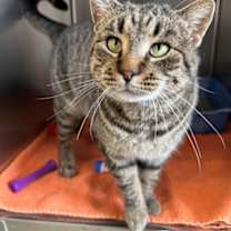 Thumbnail photo of Ochetto #1