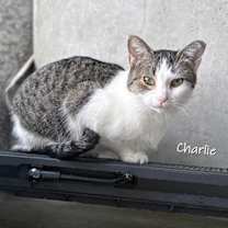 Thumbnail photo of Charlie #3