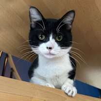 Thumbnail photo of Roney #1