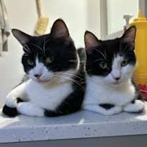 Thumbnail photo of Roney #4