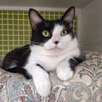 Thumbnail photo of Smokie #2