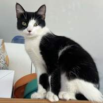 Thumbnail photo of Smokie #3