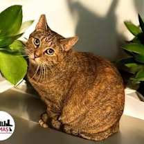 Thumbnail photo of Frigg #1