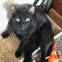 Thumbnail photo of Tootsie Roll #2