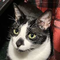 Thumbnail photo of zz 'Capone and Auggie' courtesy listing #4