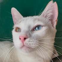 Thumbnail photo of Apollo #1