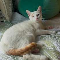 Thumbnail photo of Apollo #2