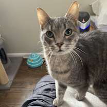 Thumbnail photo of Minion #4