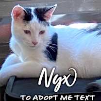 Thumbnail photo of Nyx #1
