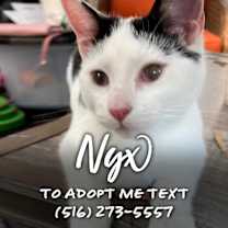 Thumbnail photo of Nyx #2