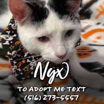 Thumbnail photo of Nyx #4