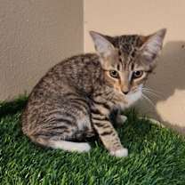 Thumbnail photo of Zeebee #2